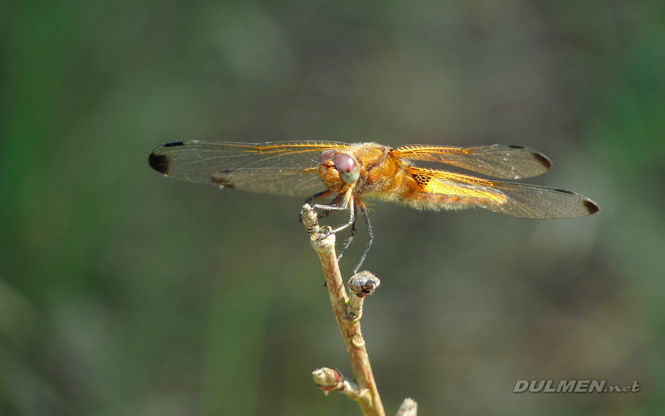 Blue Chaser (Female, Libellula fulva)